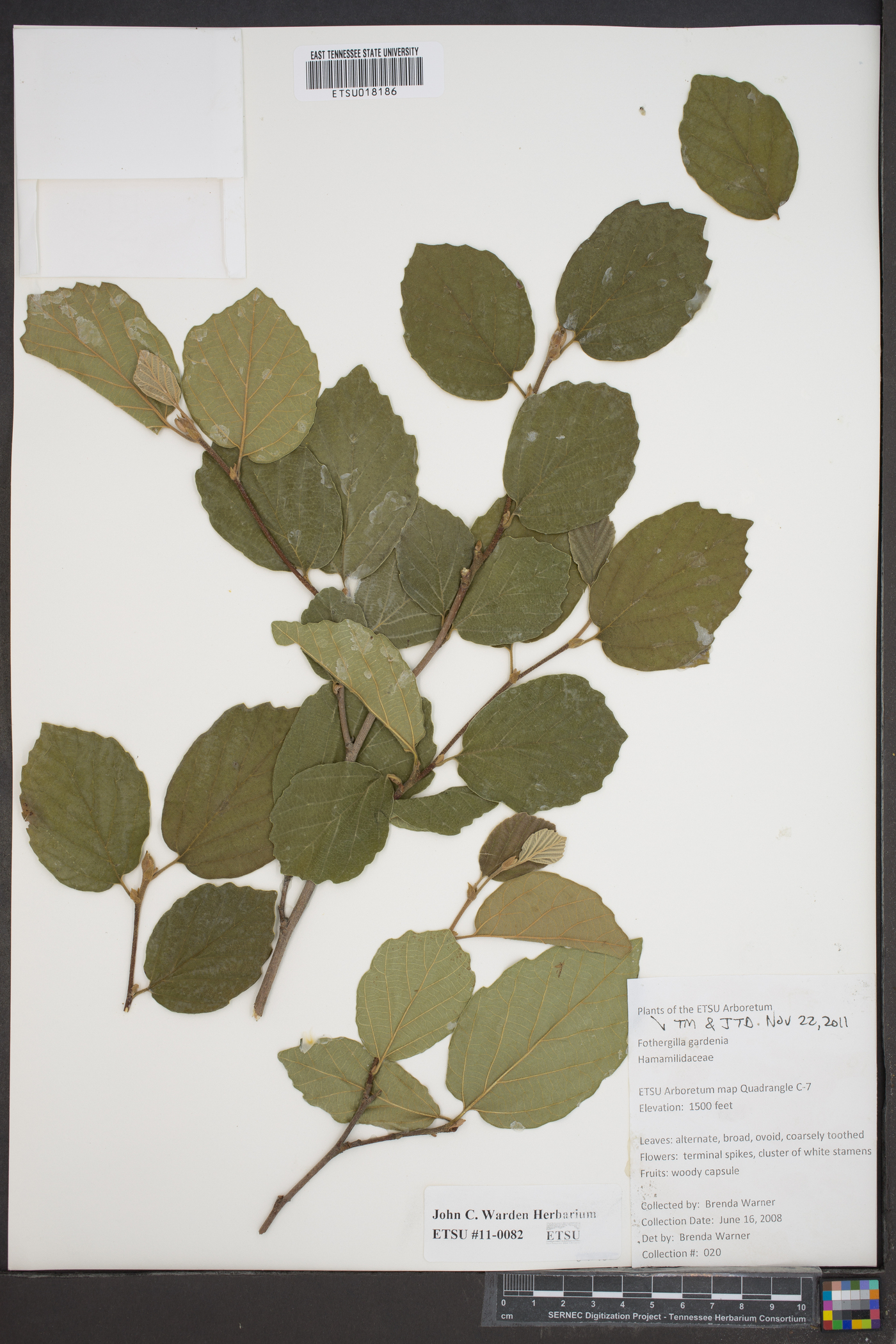 Fothergilla gardenii image