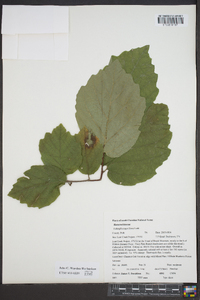 Fothergilla major image