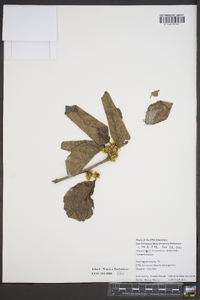 Hamamelis intermedia image