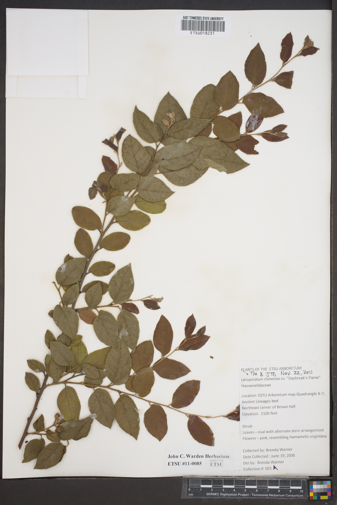 Loropetalum chinense image