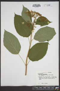 Hydrangea arborescens var. discolor image