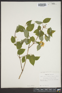 Philadelphus hirsutus image