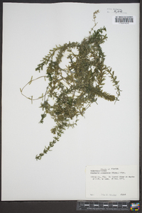 Elodea canadensis image