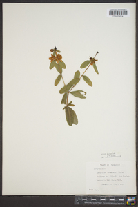 Hypericum frondosum image