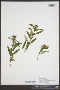 Hypericum prolificum image