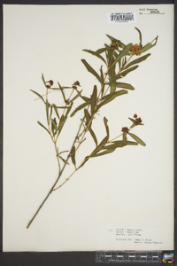 Hypericum prolificum image