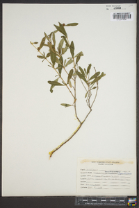 Hypericum prolificum image