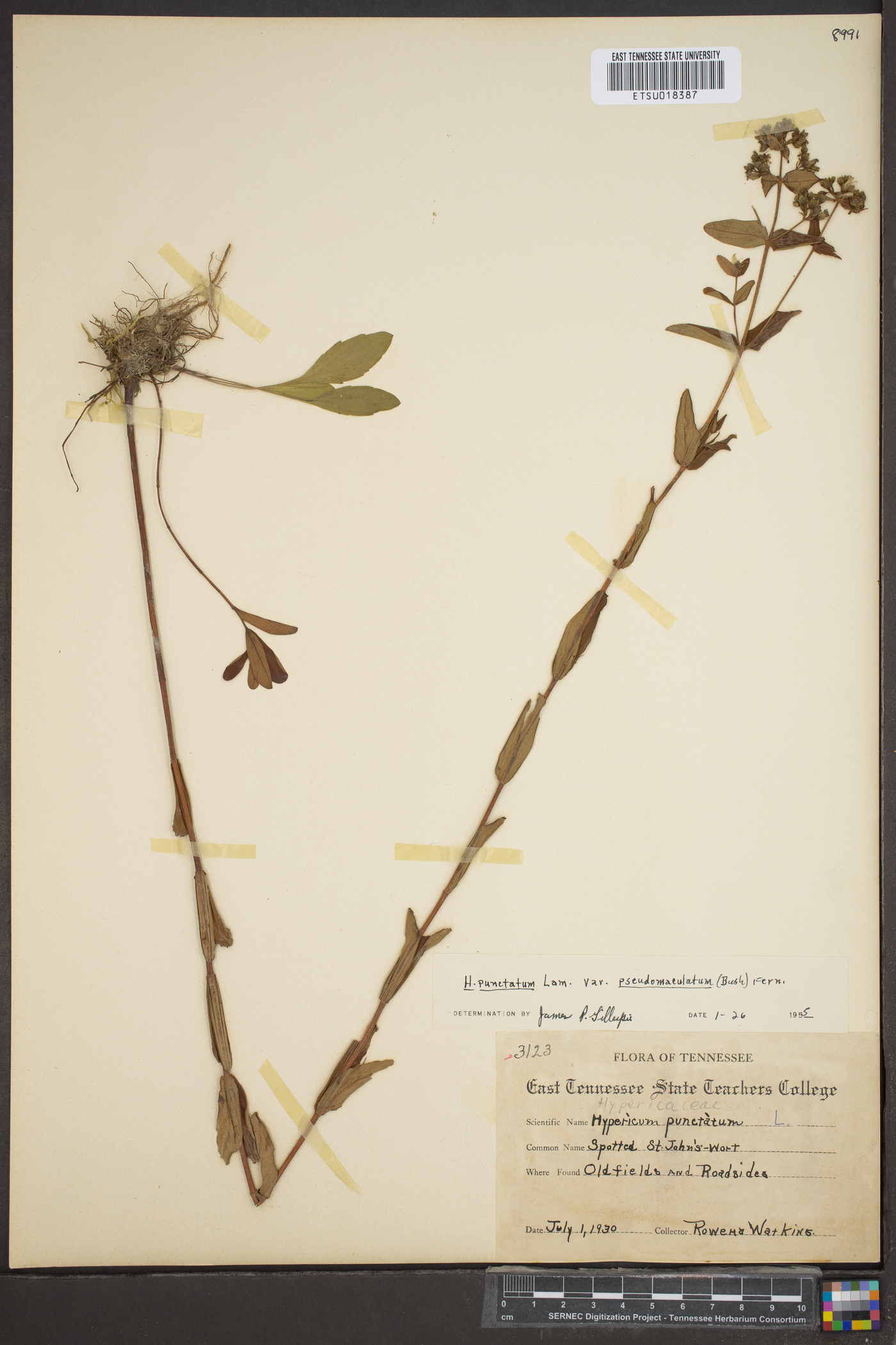 Hypericum punctatum var. pseudomaculatum image