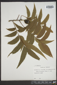 Carya illinoinensis image