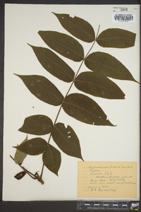 Juglans cinerea image