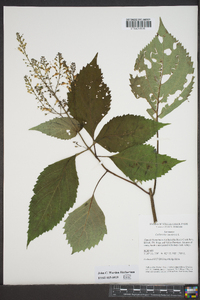 Collinsonia canadensis image