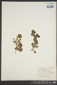 Glecoma hederacea image