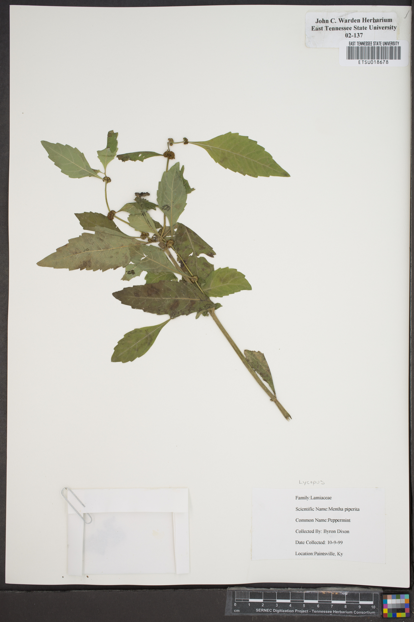 Mentha piperi image