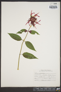 Monarda didyma image