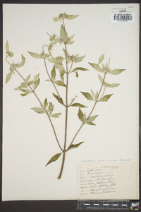 Pycnanthemum incanum image