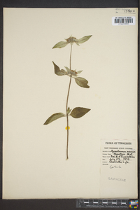 Pycnanthemum incanum image