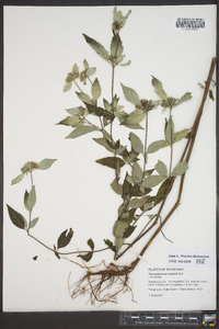 Pycnanthemum loomisii image