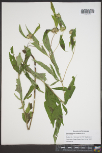 Pycnanthemum muticum image