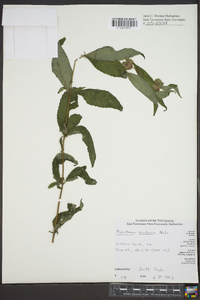 Pycnanthemum muticum image