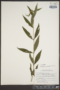 Pycnanthemum muticum image