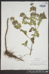 Pycnanthemum muticum image