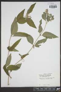 Pycnanthemum pycnanthemoides var. viridifolium image
