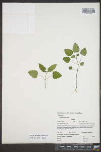 Scutellaria saxatilis image