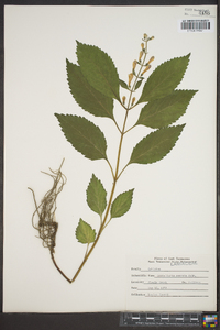 Scutellaria serrata image