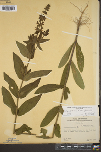 Stachys palustris var. palustris image