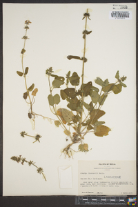 Stachys drummondii image