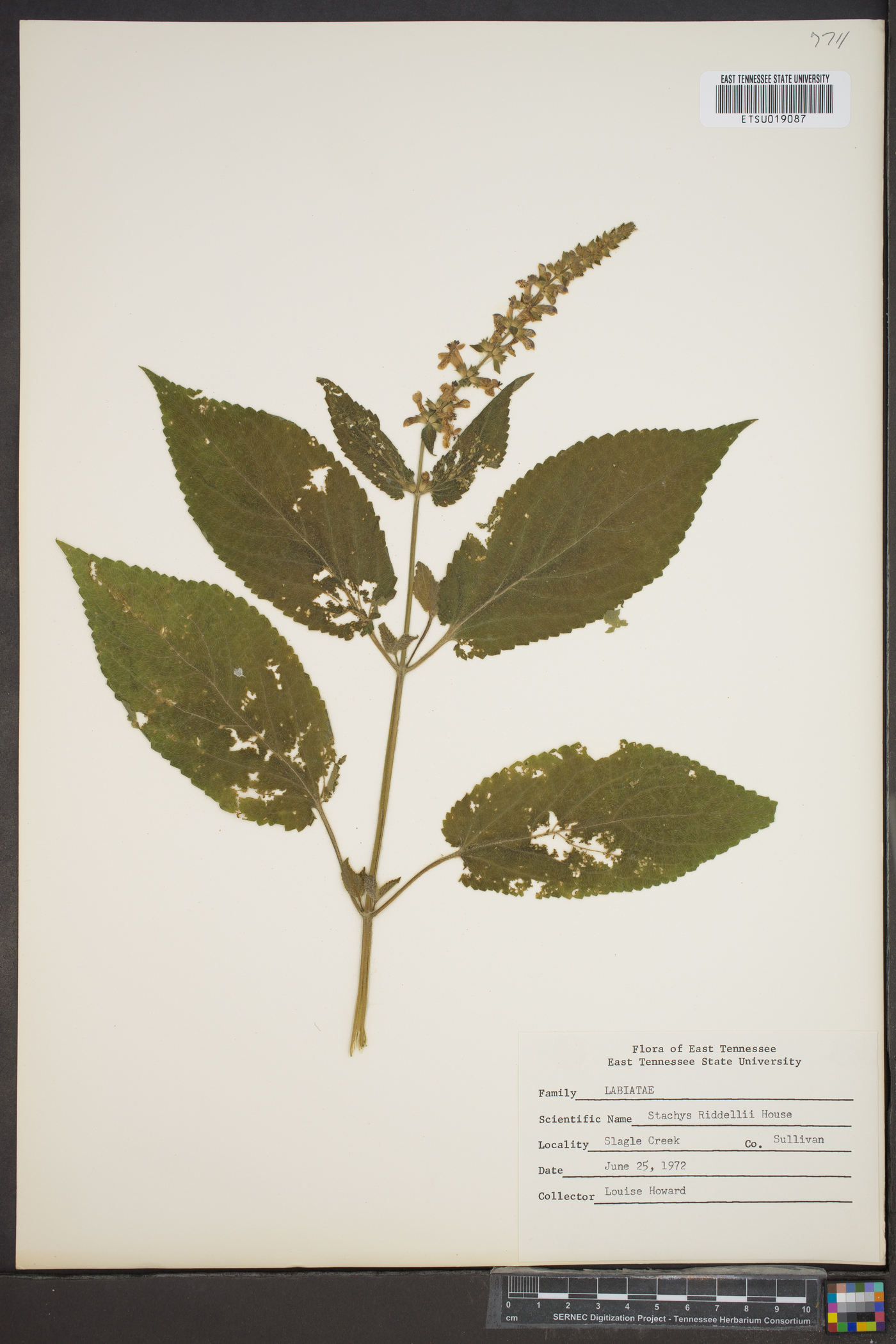Stachys riddellii image
