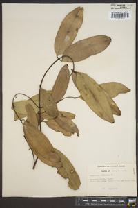 Cinnamomum zeylanicum image