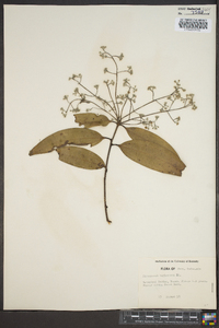 Cinnamomum zeylanicum image