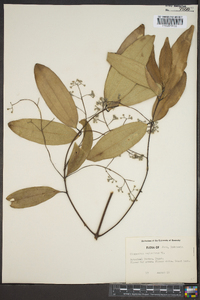 Cinnamomum zeylanicum image