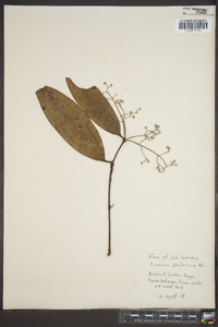 Cinnamomum zeylanicum image