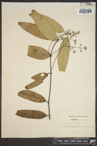 Cinnamomum zeylanicum image