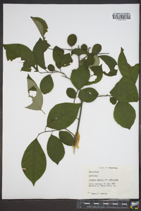 Lindera benzoin var. pubescens image