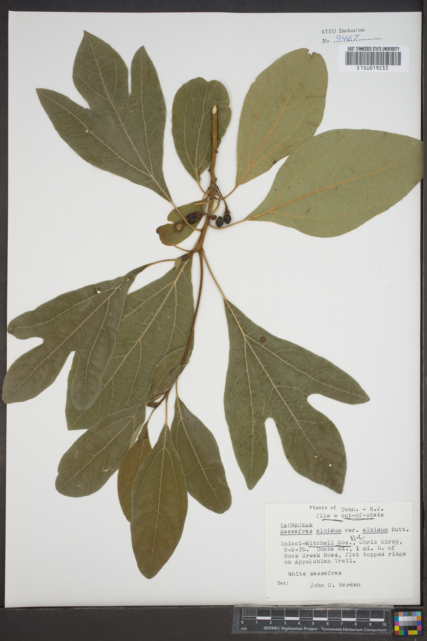 Sassafras albidum var. albidum image