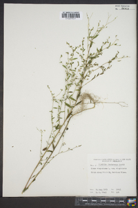 Linum virginianum var. virginianum image