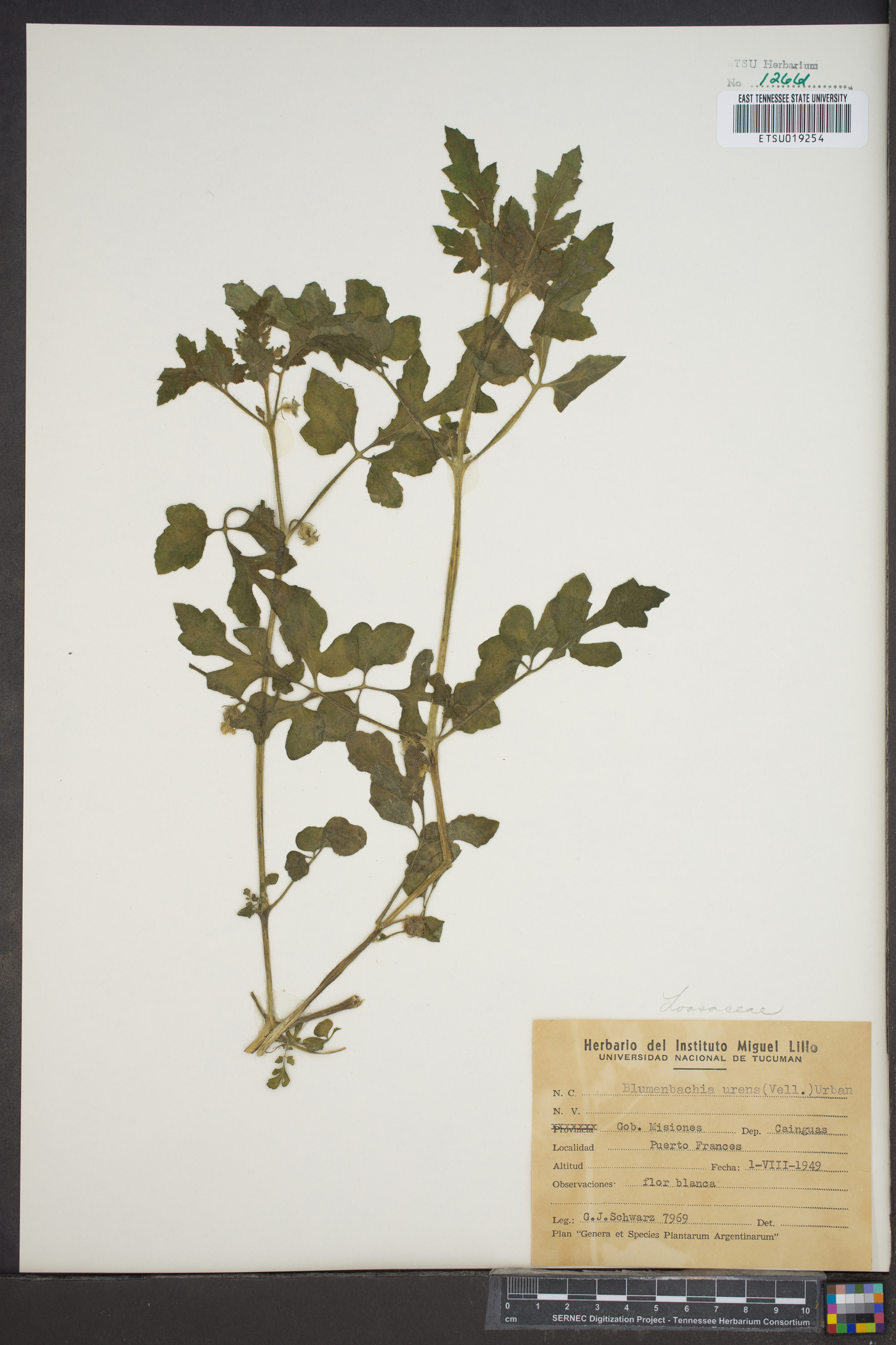 Blumenbachia latifolia image