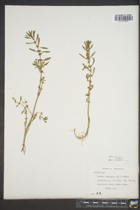 Rotala ramosior image