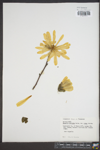 Magnolia stellata image