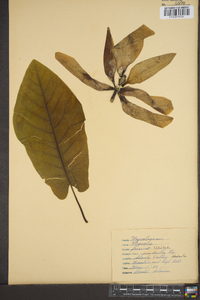 Magnolia fraseri image