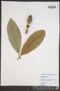 Magnolia grandiflora image