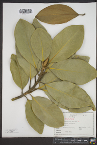 Magnolia grandiflora image