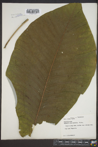 Magnolia macrophylla image