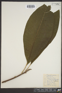 Magnolia tripetala image