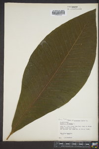 Magnolia tripetala image