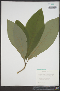 Magnolia tripetala image