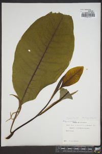 Magnolia tripetala image